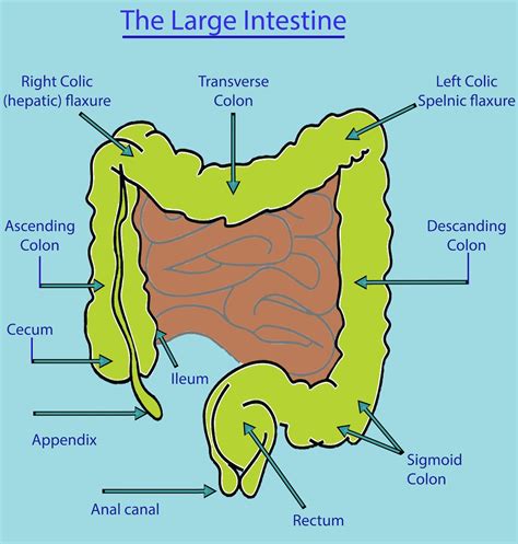 Digestion In The Large Intestine Info Dear