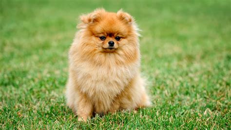 Pomeranian Dog Breed Guide Pomscare
