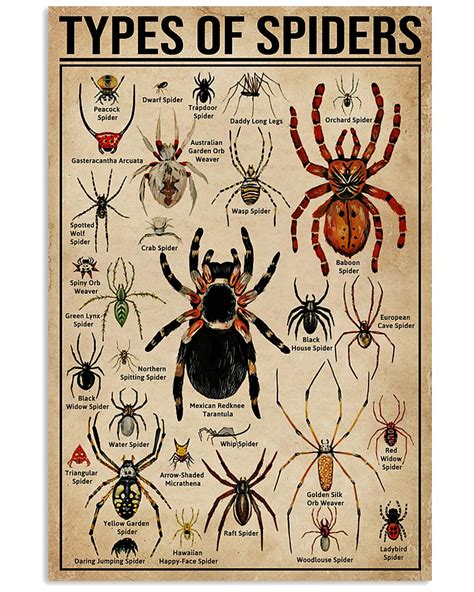 Types Of Spiders Wildlife