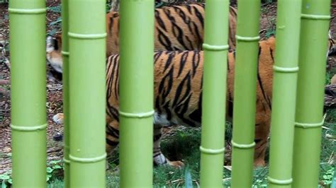 Rare Endangered Sumatran Tigers At The Atlanta Zoo Amazing Creatures