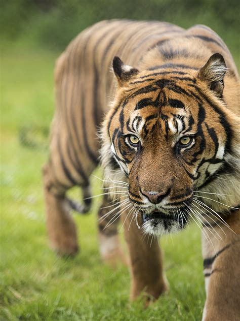 Sumatran Tiger Series By Colin Langford 500px