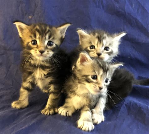 Pin on Maine Coon Cats