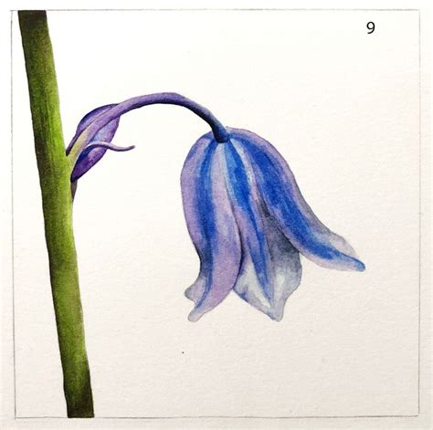 Contemporary Bluebell Step By Step Tutorial In 2021 Bluebell Painting