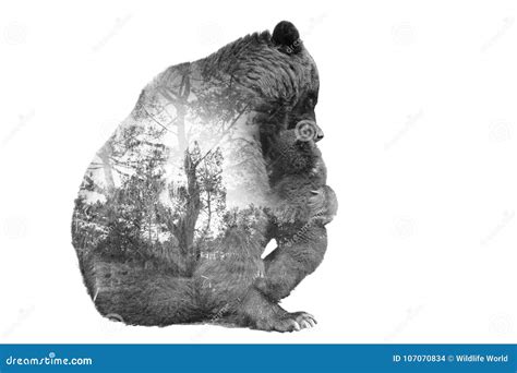 Minimal Stile Double Exposure Brown Bear With Baby And Forest Stock