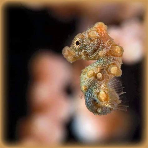 Baby Seahorses Beautiful Sea Creatures Ocean Creatures Ocean Animals