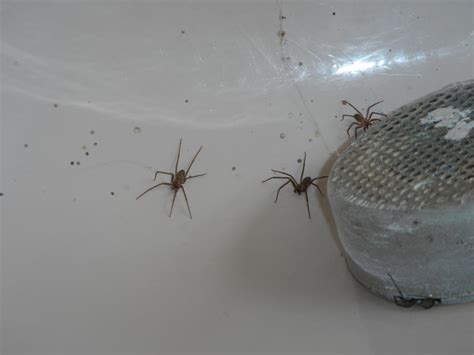 Brown Recluse Spiders And Your Home Abi Home Inspection Service