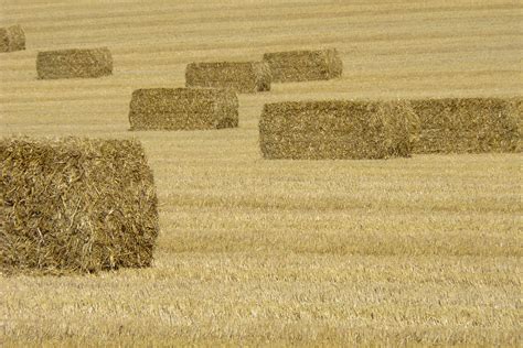 Hay Bale 10 Free Photo Download Freeimages