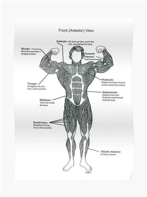 Muscle Chart Poster Skeletal And Muscular Anatomy Chart Poster Laminated