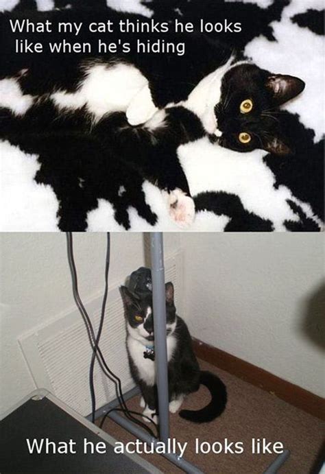 Stealthy Cat With Images Funny Captions Funny