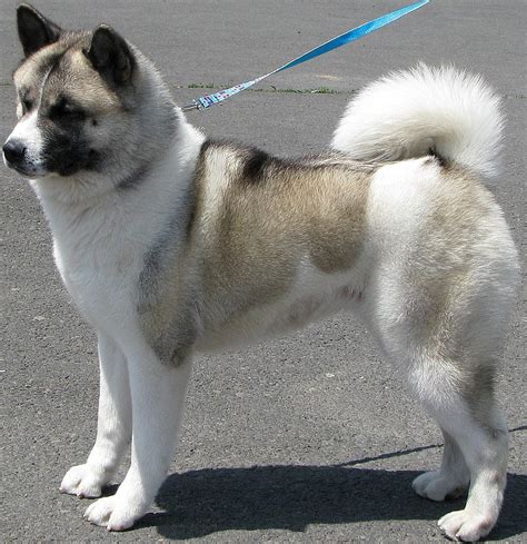 Akita Puppy Pictures and Information | Puppy Pictures and Information