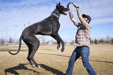 What Are The Top 10 Tallest Dog Breeds — Naive Pets