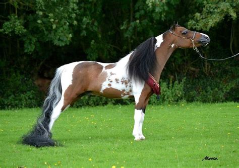 Mini Stallion Named Heartbreaker Horse Markings Beautiful Horses