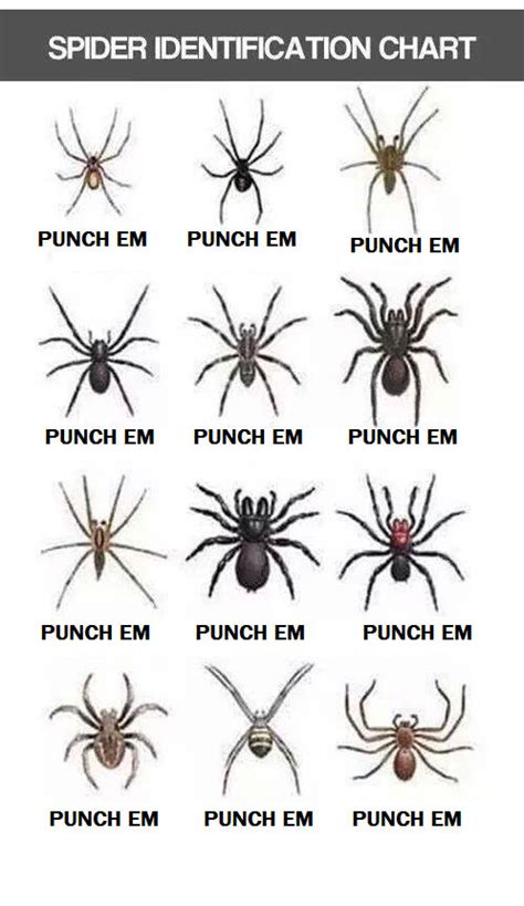 Free Spider Chart Spider Chart Spider Identification Chart Spider