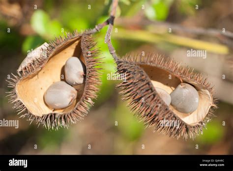 Spiky Seed Pod Hi Res Stock Photography And Images Alamy