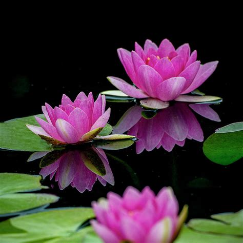 Water Lily Also Called Lotus Flower Photograph By Michael Sedam Fine