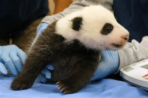 Oct 17 Giant Panda Cub Update Smithsonians National Zoo Flickr