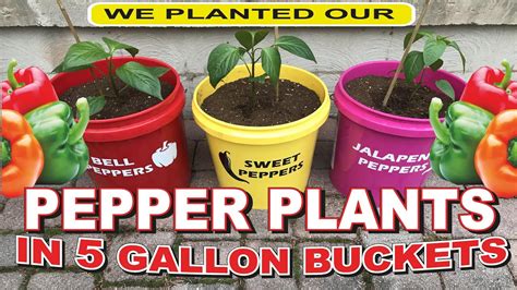 Planting Peppers In 5 Gallon Buckets Sweet Bell Jalapeño Youtube