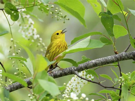 Yellow Warbler Songbird Singing In Tree Flowers Photograph