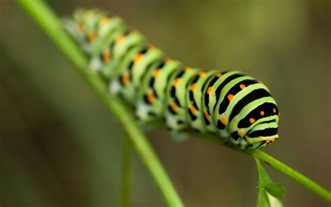 Green Caterpillar Insect on Leaf Wallpaper | HD Wallpapers
