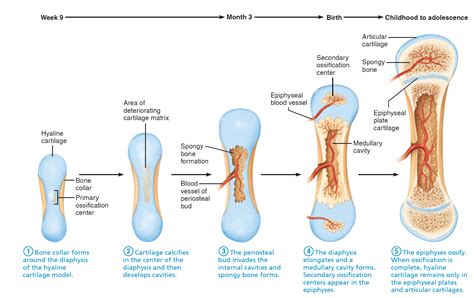 Endochondral Ossification In A Long Bone Showing The Locations Of The
