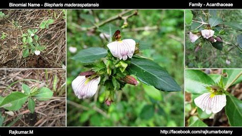 Flora Of India Herbal Plants Medicinal Plants Rare Plants