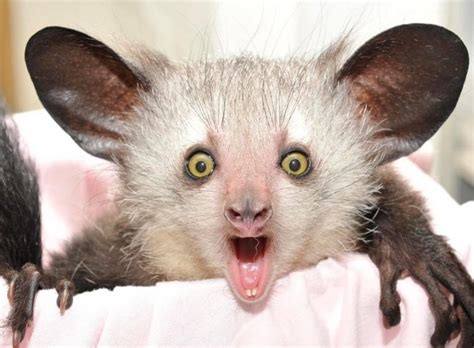 The Rarest Animals In The World Part 1 My Planet Blog