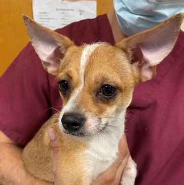 In fact, he was so sensitive that he ended up needing the help of his weston mackey is the proud owner of dudeson, the adorable pooch he rescued from paw works in california. Timid Tina | Save A Dog | Poodle and Pooch Rescue of Florida