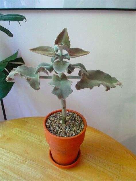 Grow and care for the amazon elephant's ear. KALANCHOE BEHARENSIS (VELVET-LEAF / ELEPHANT'S EAR ...