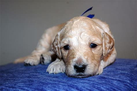 Find the perfect puppy for sale in pennsylvania at puppyfind.com. Goldendoodle Puppies For Sale | Louisville, KY #184063