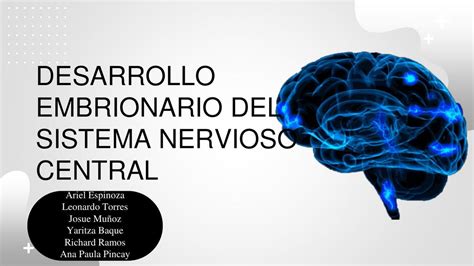 Taller Desarrollo Embrionario Del Sistema Nervioso Udocz The Best