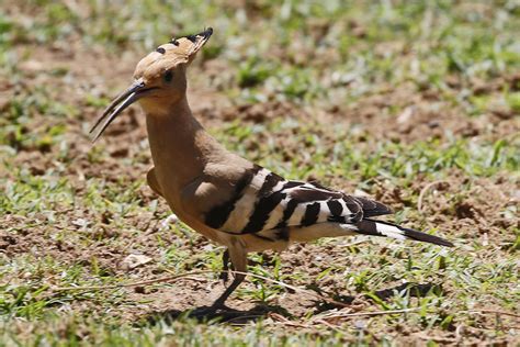 Hoopoe The National Bird Of Israel Birdforum