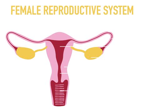Illustration Of Female Human Reproductive System 23548875 Png