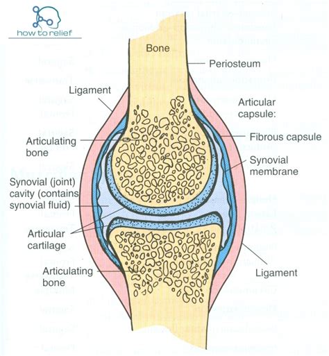 Synovial Joint Classification Definition And Examples How To Relief
