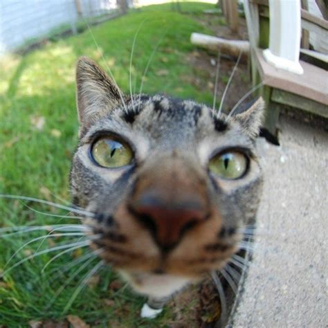 18 Curious Cats Hilariously Bumping Into Cameras Cats Curious Cat