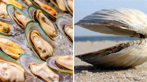Clams Vs Mussels Best 10 Main Differences Explained