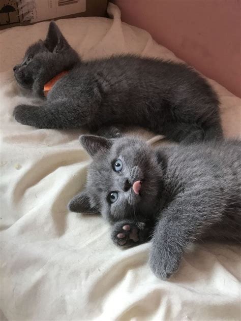 Blue Pure Breed British Shorthair Kittens Forsale For Sale Adoption