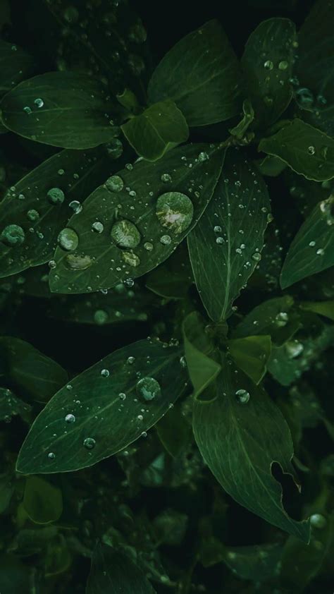 Morning Dew In Dark Green Aesthetic Dark Green Wallpaper Dark