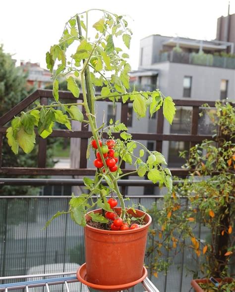 The best time for repotting is between february and april, about once every three years. 13 Basic Tomato Growing Tips For Containers To Grow Best ...