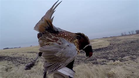 Minnesota Pheasant Hunt December 2020 Youtube