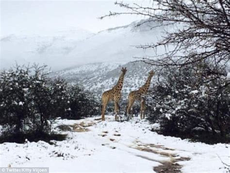 The recent cold front streaming up from south west has delivered a heavy blanket of snow across the interior of south africa and lesotho on saturday, 14 august. Giraffes, elephants and lions spotted walking in snow in South Africa | Daily Mail Online