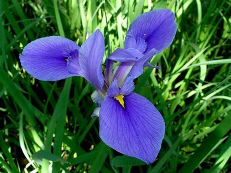 Wild Iris Flower