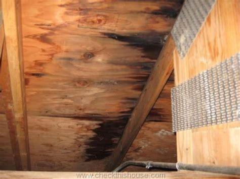 What Is Attic Black Mold And Why It S Growing In Your Attic Checkthishouse