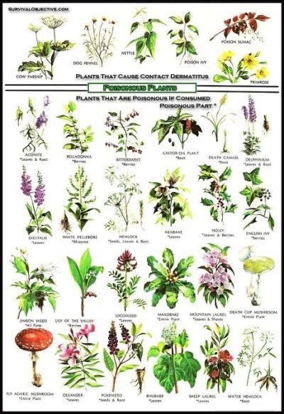 Wild Edible Plants Chart