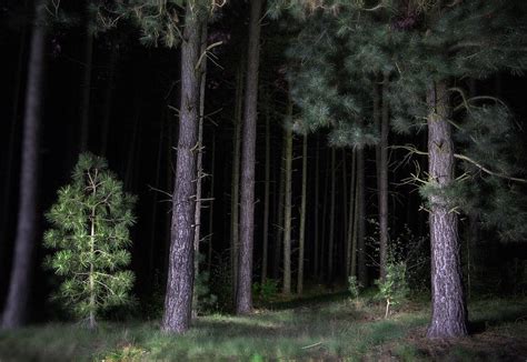 Pine Tree Forest At Night Photograph By Dirk Ercken
