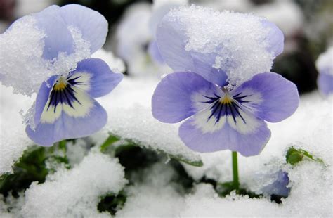 Free Image On Pixabay Snow Flower Violets Violet Flower Snow