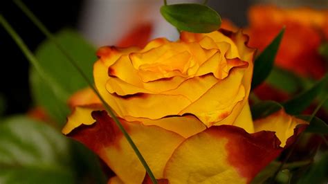 Rose Flower Yellow Free Photo On Pixabay Pixabay