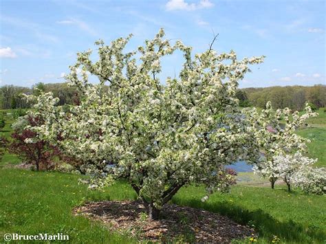 Redbud Crabapple Malus X Zumi Calocarpa North American Insects