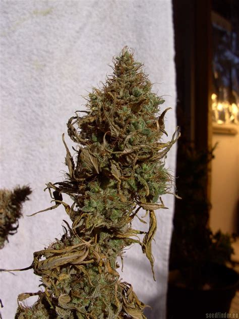 Big Bud Sensi Seeds Cannabis Strain Gallery