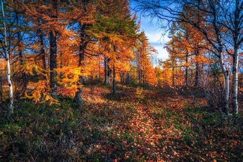 🇷🇺русский⬇️ Autumn In The Forest Yamalia Russia By Evgeny Kuzhilev