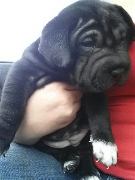 Think about it, he's away from all he knows. Her first night with me... shar pei mixed with lab puppy ...